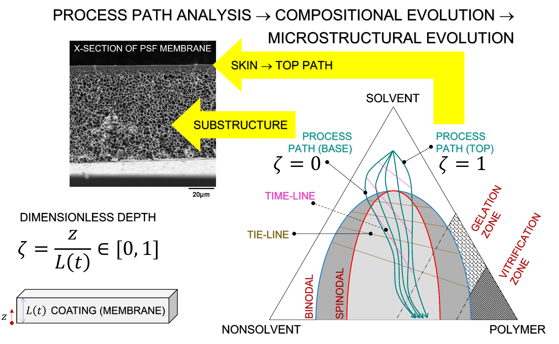 Cross-section of a polysulfone membrane with skin and substructure layers, mapped to a ternary phase diagram showing the composition path during nonsolvent-induced phase separation